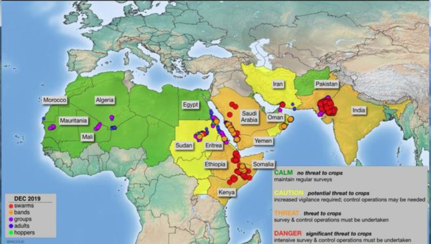 Presència de llagostes de l'desert a Àfrica i Àsia